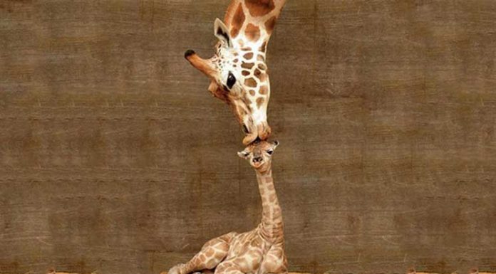 22+ Adorable Animal Family Portraits Of The Cutest Parenting Moments