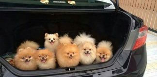 26 Cute Photos They Will Make You Squeal Every Damn Time