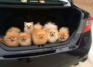 26 Cute Photos They Will Make You Squeal Every Damn Time