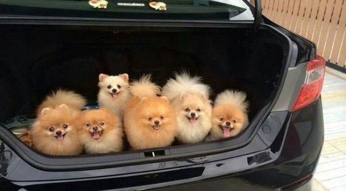 26 Cute Photos They Will Make You Squeal Every Damn Time