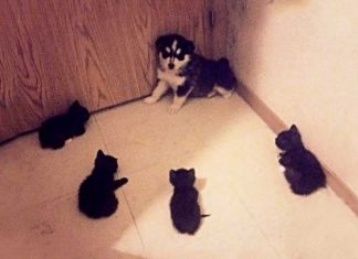 23 Photos that shows that Puppies doesn’t always have easy and fun as it looks like