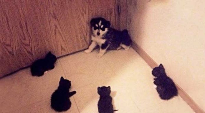 23 Photos that shows that Puppies doesn’t always have easy and fun as it looks like