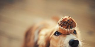 Playful Dog Portraits By Russian Photographer Ksenia Raykova