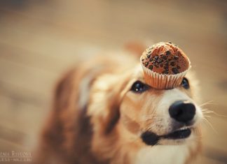 Playful Dog Portraits By Russian Photographer Ksenia Raykova