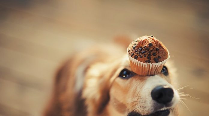 Playful Dog Portraits By Russian Photographer Ksenia Raykova