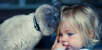 17 Cats Who Are Obviously Excellent Babysitters