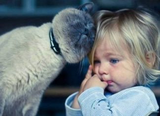 17 Cats Who Are Obviously Excellent Babysitters