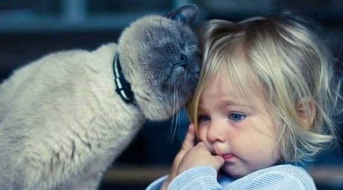 17 Cats Who Are Obviously Excellent Babysitters