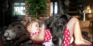 20 Adorable Pictures That Prove Dogs Have Hearts Of Gold