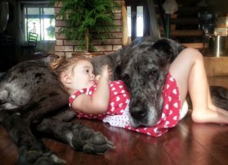 20 Adorable Pictures That Prove Dogs Have Hearts Of Gold