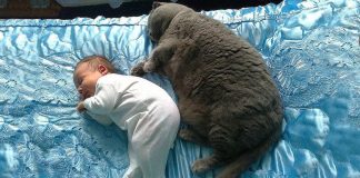 25 heart-melting photos proving that babies really need pets