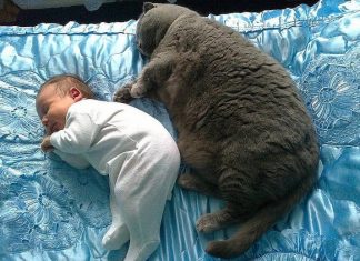 25 heart-melting photos proving that babies really need pets