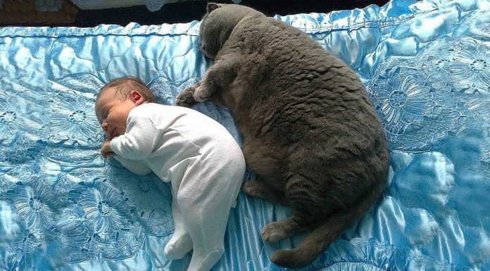 25 heart-melting photos proving that babies really need pets