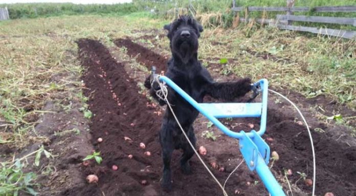 15 Adorable Animals Helping With Housework