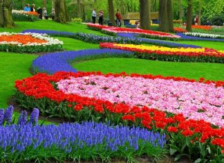 Visit Keukenhof: The most magical Spring Garden in the world