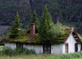 20 Photos Of Nature Winning The Battle Against Civilization