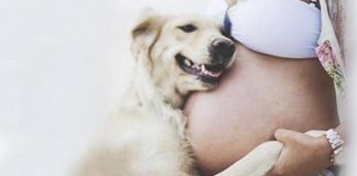 20 Heart-melting Photos of Dogs who are waiting for new family member