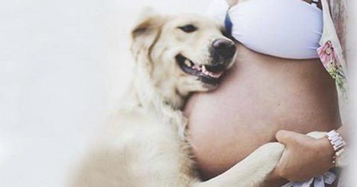 20 Heart-melting Photos of Dogs who are waiting for new family member