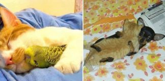 30 Unlikely Animal Buddies That Love To Nap Together