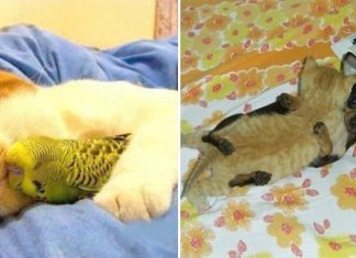 30 Unlikely Animal Buddies That Love To Nap Together