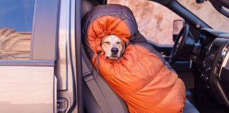 Photographer Captures Lovely Snapshots Of His Adorable Dog Going On Adventures