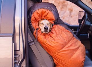 Photographer Captures Lovely Snapshots Of His Adorable Dog Going On Adventures