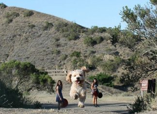 18 Perfectly Timed Photos That Turn Dogs Into Giants