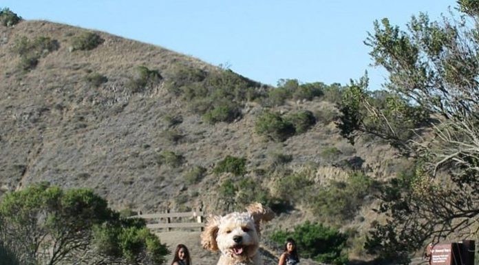 18 Perfectly Timed Photos That Turn Dogs Into Giants
