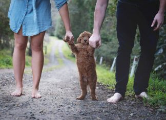 Couple Respond To Tiresome Baby Questions With Photoshoot With Their Dog