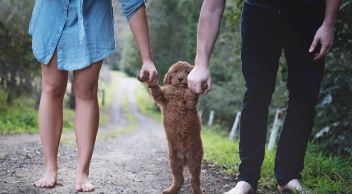 Couple Respond To Tiresome Baby Questions With Photoshoot With Their Dog