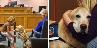 These Dogs Help Witnesses Testify Against Attackers In Court By Comforting Them