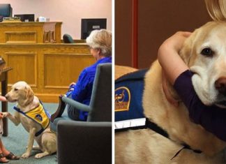 These Dogs Help Witnesses Testify Against Attackers In Court By Comforting Them