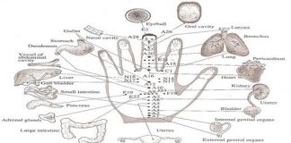 A Japanese Method For Healing, Each Finger Is Tied To Two Organs