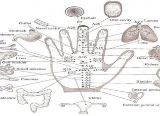 A Japanese Method For Healing, Each Finger Is Tied To Two Organs