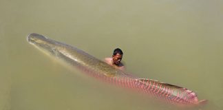 This Guy Was Fishing In The Amazon When He Came Across This Monster