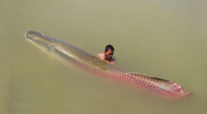 This Guy Was Fishing In The Amazon When He Came Across This Monster