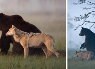 Unusual Friendship Between Wolf And Bear Documented By Finnish Photographer