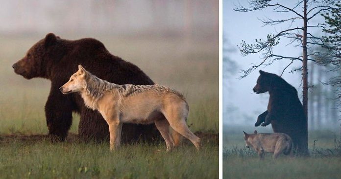 Unusual Friendship Between Wolf And Bear Documented By Finnish Photographer