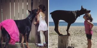 Cutie And The Beast: Adorable Girl And Doberman Duo Do Everything Together