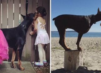 Cutie And The Beast: Adorable Girl And Doberman Duo Do Everything Together