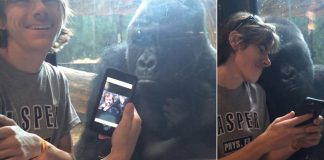 Gorillas like photos too! Incredible moment Jelani ‘asks’ to see a new picture as man scrolls through ape images on his iPhone