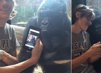 Gorillas like photos too! Incredible moment Jelani ‘asks’ to see a new picture as man scrolls through ape images on his iPhone