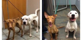 Two Starving Dogs Transformed From Skeletons Back To Dogs Again