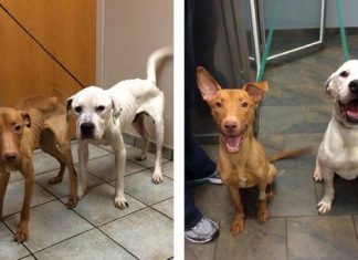 Two Starving Dogs Transformed From Skeletons Back To Dogs Again