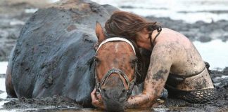Amazing Woman Spends 3 Hours Clinging To Her Horse As It Sinks In The Mud