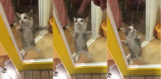 Cat is so excited to see his owner, he nearly explodes with joy