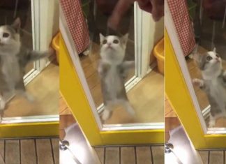 Cat is so excited to see his owner, he nearly explodes with joy