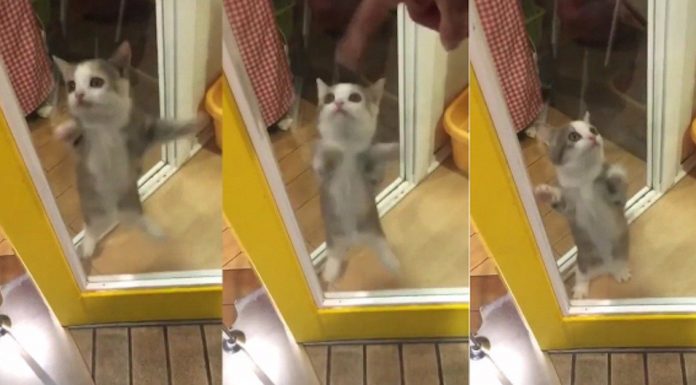 Cat is so excited to see his owner, he nearly explodes with joy