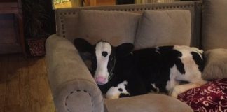Meet Goliath, The Adorable Baby Cow Who Thinks He’s A Dog