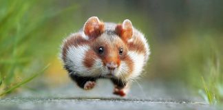 The funniest animal photos of 2015 revealed